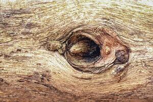 Tree trunk with a hole and visible branch fragment in it photo