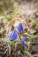 Closeup of many packed wild blue snowdrop flowers in a forest, beautiful close up outdoor spring background photo