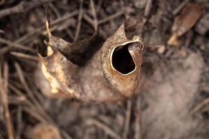 Closeup of a brown curled leaf with hole on natural forest ground top down view photo