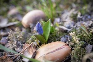 Closeup of a wild blue snowdrop flower in a forest among fallen acorns, beautiful close up outdoor spring background photo