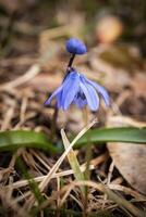 Closeup of wild blue snowdrop flowers in a forest, beautiful close up outdoor spring background photo