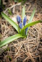 Closeup of many packed wild blue snowdrop flowers in a forest, beautiful close up outdoor spring background photo
