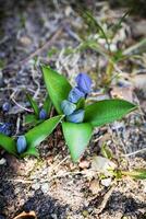 Closeup of many packed wild blue snowdrop flowers in a forest, beautiful close up outdoor spring background top down view photo