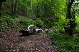 A dead tree on the forest ground. Ecosystem concept photo