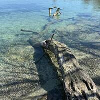 Tree fragments from water. Sea landscape with rocks. Blue sea water. Rocks under water photo