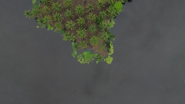 Aerial view of Perintis Lake surrounded by trees photo