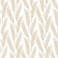 Seamless pattern sketch of ripe spikelets graphics vector