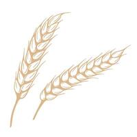 Sketch mature spikelets graphics vector