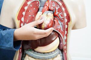 asiático estudiante aprendizaje con humano cuerpo modelo en anatomía biología en salón de clases a alto escuela. foto