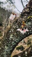 bud of cherry blossom taken in Japan, Sakura, Spring season photo