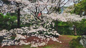 Branches of cherry blossom trees in full bloom in Japan during spring Japanese Sakura photo