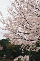 Branches of cherry blossom trees in full bloom in Japan during spring Japanese Sakura photo