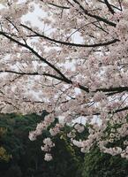 Branches of cherry blossom trees in full bloom in Japan during spring Japanese Sakura photo