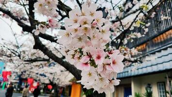 cerca arriba de Cereza florecer en lleno floración en Japón durante primavera, japonés sakura, primavera antecedentes foto