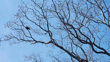 Background of bird and branches with blue sky symbolic, abstract background photo