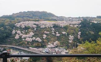 Aerial view of landscape of cherry blossoms tree on mountain near Yutoku Inari Shrine in Japan photo