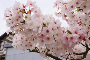 Close up of cherry blossom in full bloom in Japan during spring Japanese Sakura photo
