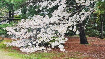 Branches of cherry blossom trees in full bloom in Japan during spring Japanese Sakura photo