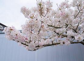 Branches of cherry blossom trees in full bloom in Japan during spring Japanese Sakura photo