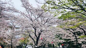 Branches of cherry blossom trees in full bloom in Japan during spring Japanese Sakura photo