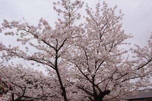 Branches of cherry blossom trees in full bloom in Japan during spring Japanese Sakura photo