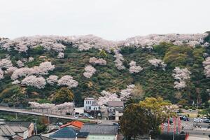 Aerial view of landscape of cherry blossoms tree on mountain near Yutoku Inari Shrine in Japan photo