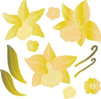 yellow flowers and leaves on a white background vector