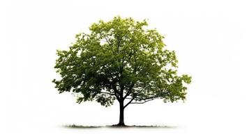 Verdant Tree Isolated on White Ideal for Eco Friendly Design Projects or design material. photo