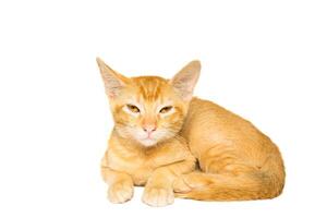 Small beautiful orange kitten in white background photo