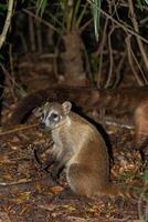 Coati in the mexican jungle of Cancun photo