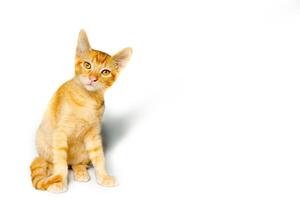 Small beautiful orange kitten in white background photo