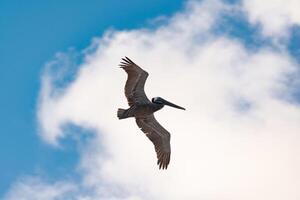 Pelican flying over the mexican caribbean sea photo