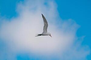 Common tern flying in the caribbean sky photo