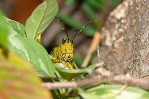 Locust in a caribbean rain forest photo