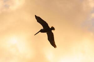 Pelican flying over the mexican caribbean sea photo