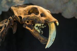 dientes de sable cráneo en un museo foto