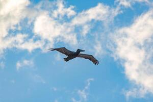 Pelican flying over the mexican caribbean sea photo