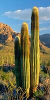 Three cacti thrive in desert landscape with mountains under sky photo