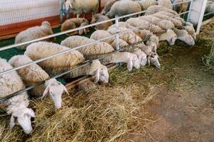 Flock of white sheep eats hay while leaning out from behind the metal fence of the pen photo