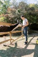 Young smiling woman feeding a llama leaning out from behind in the park photo