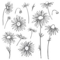 Chamomile flowers set. Linear illustration isolated on white background. Line art, engraving style. Medicinal plant, ingredient in herbal tea and natural cosmetics. vector