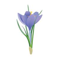 Violet crocus flower isolated on a white background. Spring snowdrop. Purple saffron with green leaves. clipart for spring and Easter cards. vector
