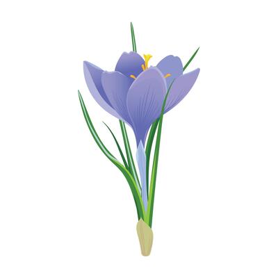 Violet crocus flower isolated on a white background. Spring snowdrop. Purple saffron with green leaves. clipart for spring and Easter cards.