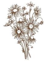 Chamomile hand drawn. Illustration in engraving style. Linear drawing for the design of herbal tea. Medicinal plant in the technique of etching. Vintage bouquet. vector