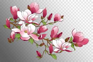 Magnolia branch. Illustration for making wedding invitations, congratulations on international women's day. vector