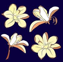 Magnolia flower blooming art. Hand drawn realistic detailed illustration. vector