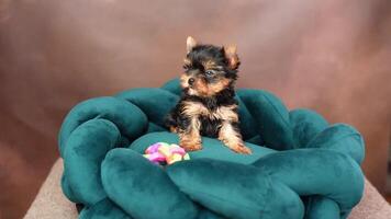 schattig speels yorkshire terriër puppy puppy resting Aan een hond bed. klein aanbiddelijk hondje met grappig oren aan het liegen in ligstoel. huiselijk huisdieren video