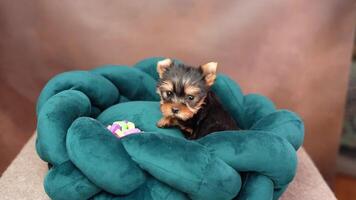 carino giocoso yorkshire terrier cucciolo cucciolo riposo su un' cane letto. piccolo adorabile cagnetto con divertente orecchie dire bugie nel lettino. domestico animali domestici video