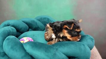 schattig speels yorkshire terriër puppy puppy resting Aan een hond bed. klein aanbiddelijk hondje met grappig oren aan het liegen in ligstoel. huiselijk huisdieren video