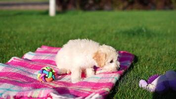 wit speelgoed- poedel puppy zit Aan deken in een park. schattig puppy is op zoek Bij de camera. huiselijk huisdieren video